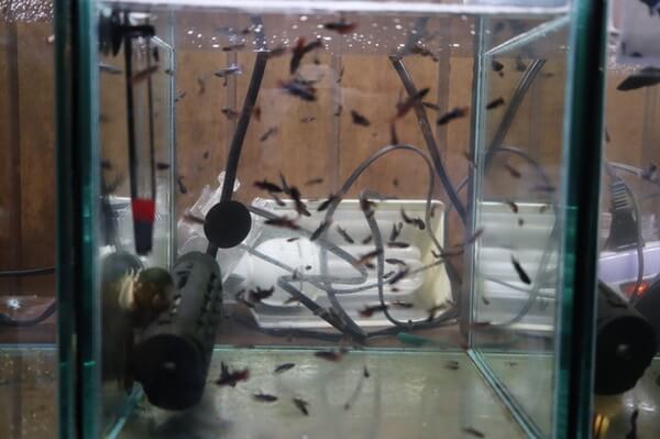 ペットの専門店コジマ ベイタウン横浜本牧店