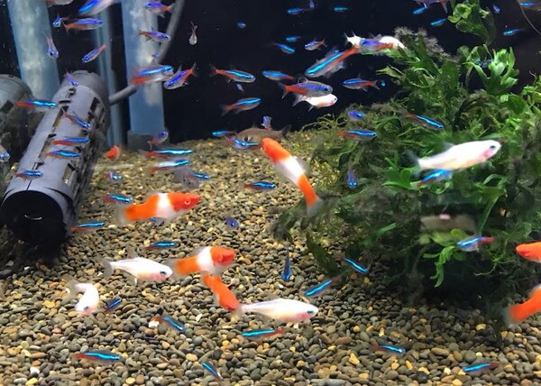 ペットの専門店コジマ ベイタウン横浜本牧店