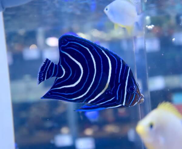 ペットの専門店コジマ ベイタウン横浜本牧店