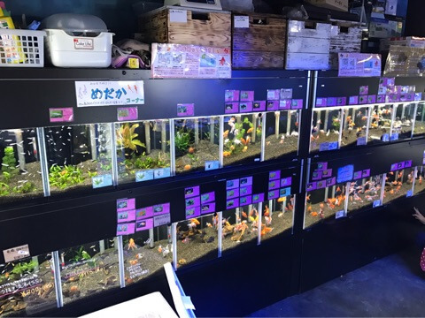 ペットの専門店コジマ ベイタウン横浜本牧店