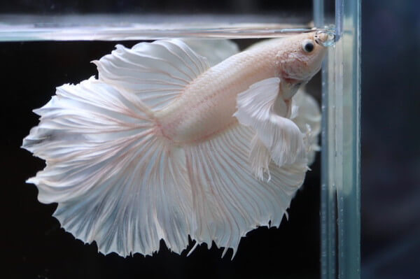 ペットの専門店コジマ ベイタウン横浜本牧店