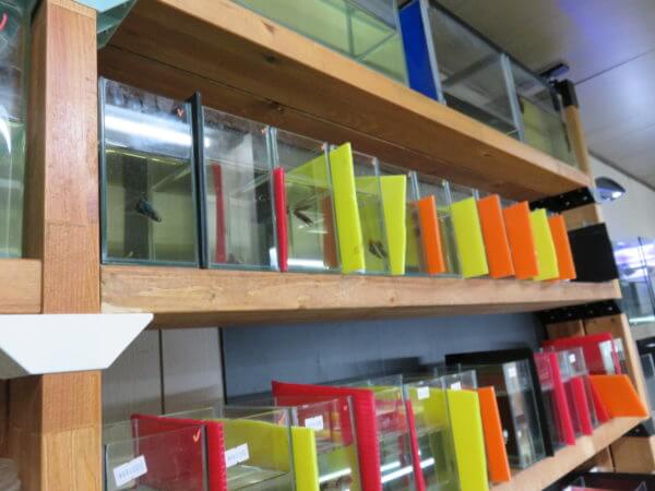 BATTLE FISH Z・A・P