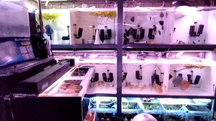 アクアマイスターディスカス事業部 東京都江戸川区江戸川