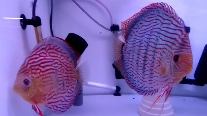 アクアマイスターディスカス事業部 東京都江戸川区江戸川