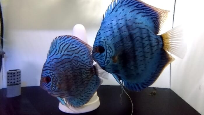 アクアマイスターディスカス事業部 東京都江戸川区江戸川