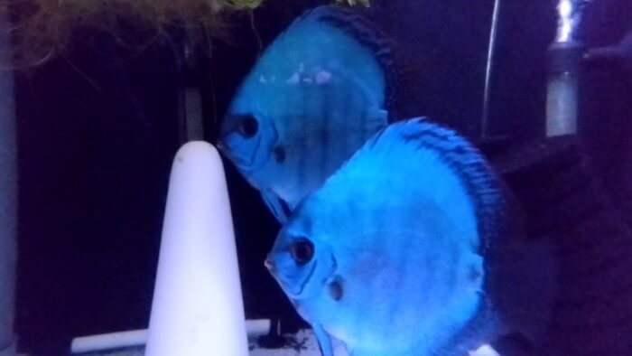 アクアマイスターディスカス事業部 東京都江戸川区江戸川