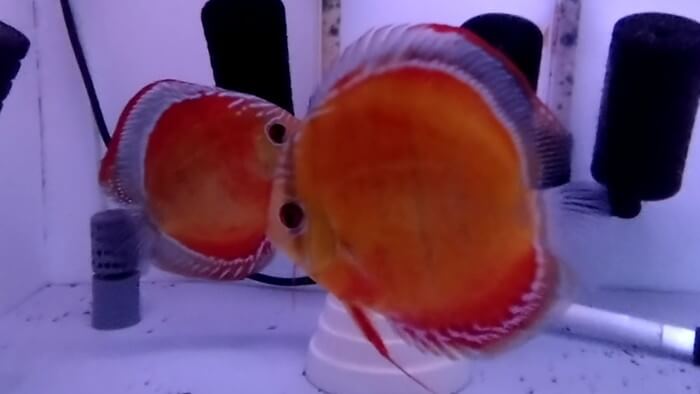 アクアマイスターディスカス事業部 東京都江戸川区江戸川