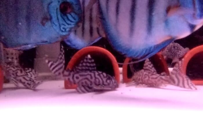 アクアマイスターディスカス事業部 東京都江戸川区江戸川