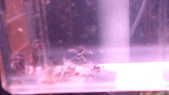 アクアマイスターディスカス事業部 東京都江戸川区江戸川