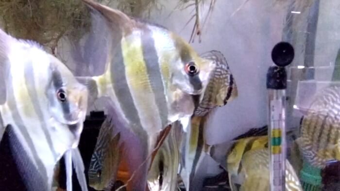 アクアマイスターディスカス事業部 東京都江戸川区江戸川