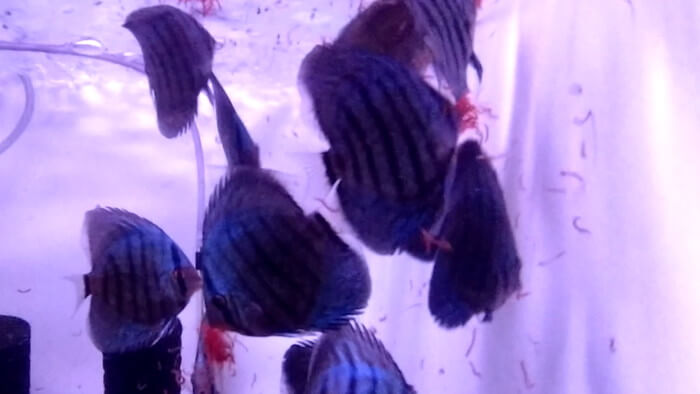 アクアマイスターディスカス事業部 東京都江戸川区江戸川