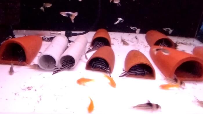 アクアマイスターディスカス事業部 東京都江戸川区江戸川