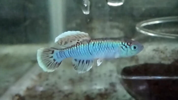 御魚工房 阿舞座屋