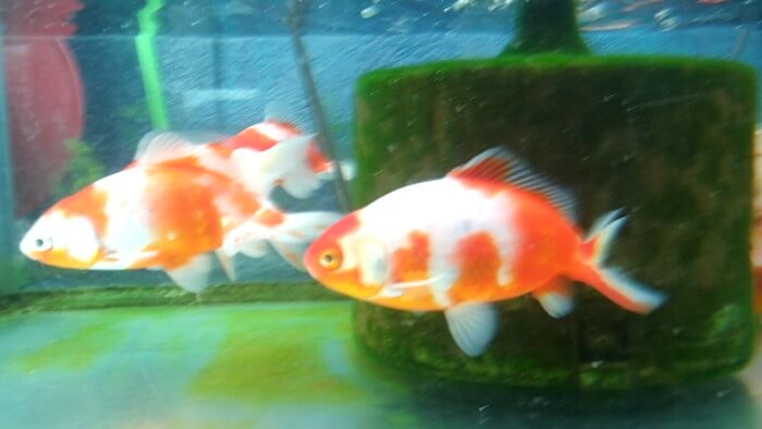 御魚工房 阿舞座屋