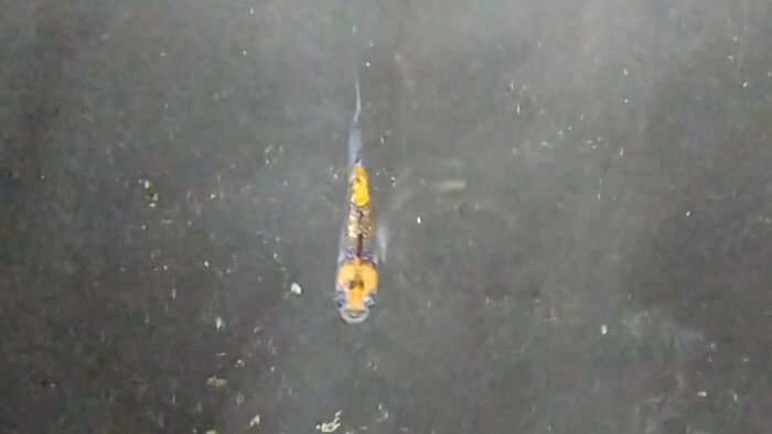 御魚工房 阿舞座屋