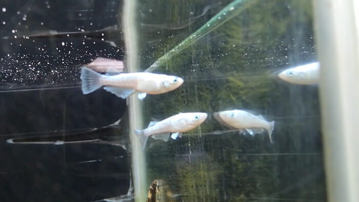 御魚工房 阿舞座屋