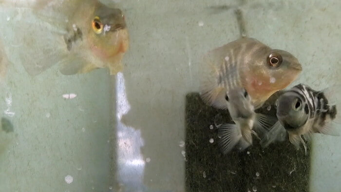 御魚工房 阿舞座屋