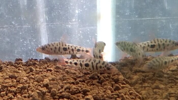 御魚工房 阿舞座屋