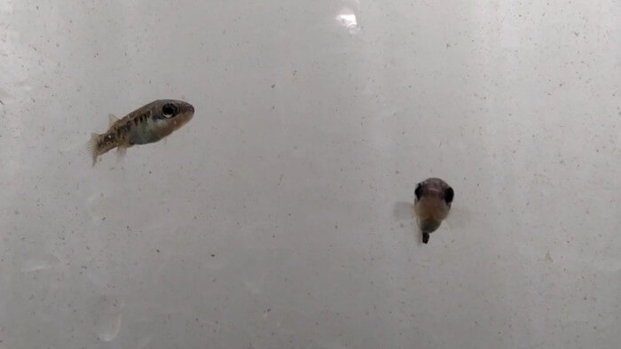 御魚工房 阿舞座屋