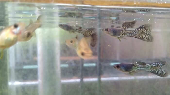 御魚工房 阿舞座屋