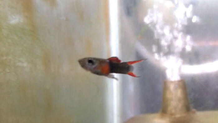 御魚工房 阿舞座屋