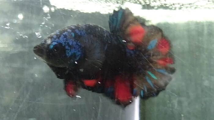 御魚工房 阿舞座屋