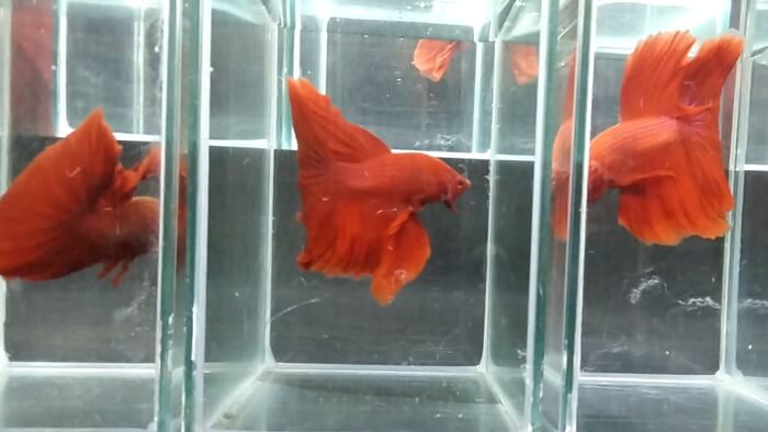 御魚工房 阿舞座屋