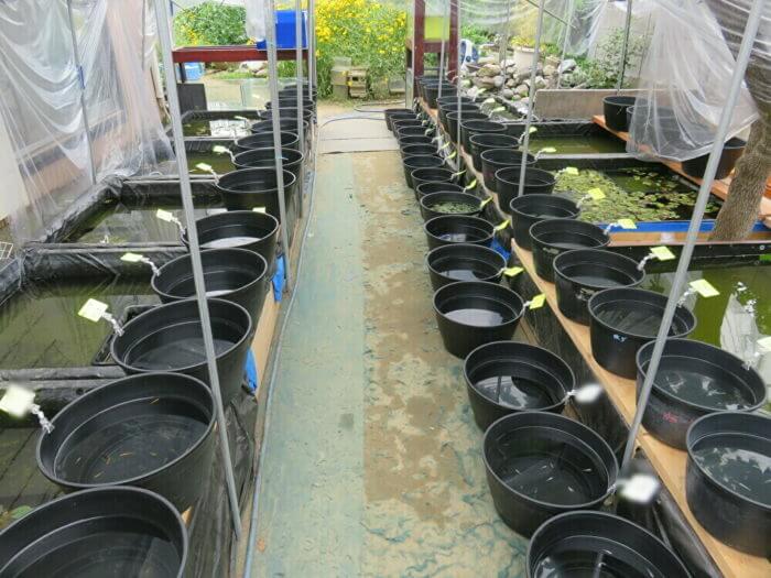 御魚工房 阿舞座屋