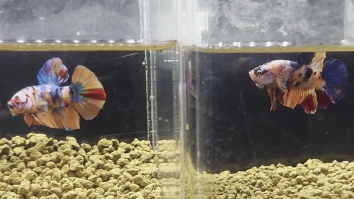 御魚工房 阿舞座屋