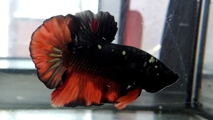 御魚工房 阿舞座屋