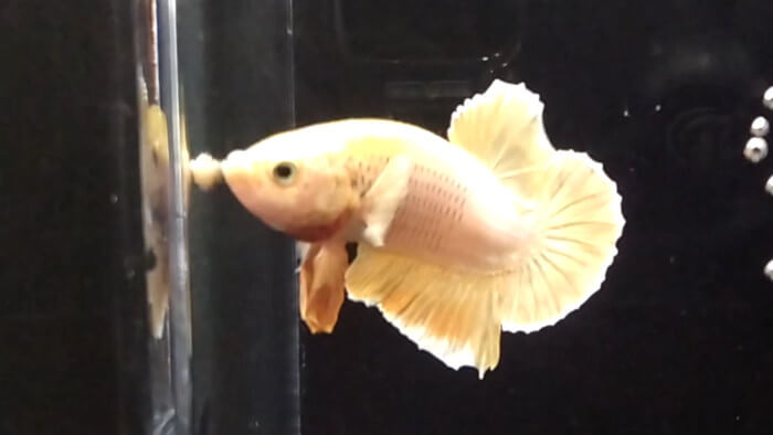 御魚工房 阿舞座屋