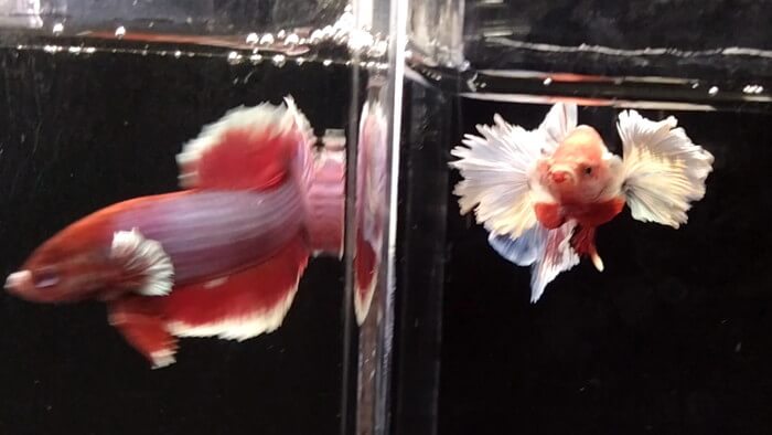 御魚工房 阿舞座屋