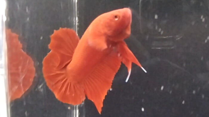 御魚工房 阿舞座屋