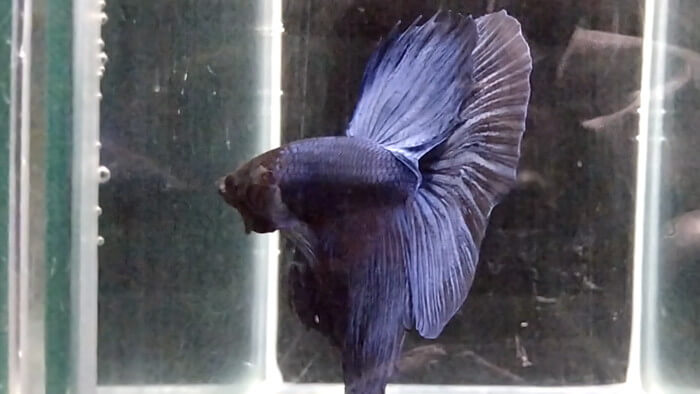 御魚工房 阿舞座屋