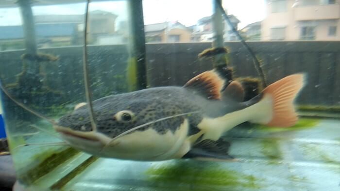 御魚工房 阿舞座屋