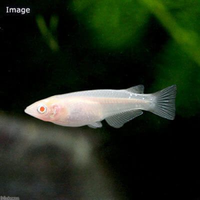 アルビノメダカ