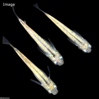 全身体内光幹之メダカ