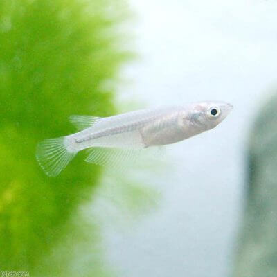 アオメダカ
