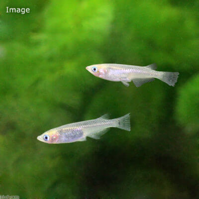 オーロラブラックメダカ