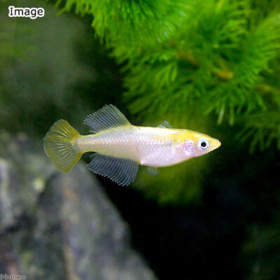 黄金ヒカリメダカ