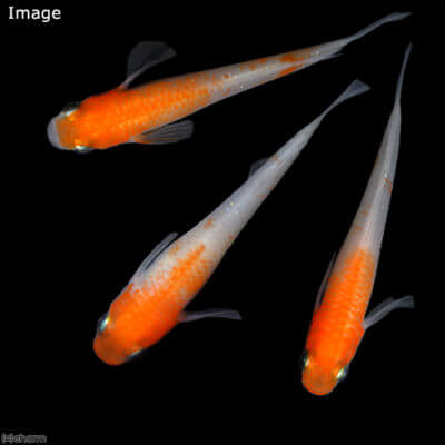 非透明鱗紅白メダカ