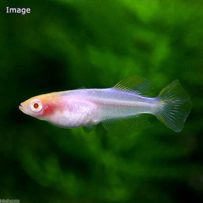 かぐや姫／アルビノ楊貴妃透明鱗ヒカリ