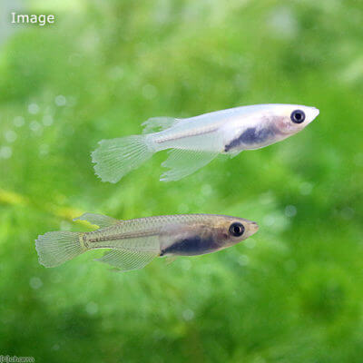 松井ヒレ長メダカ