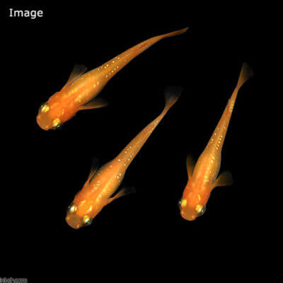 若草オレンジラメメダカ