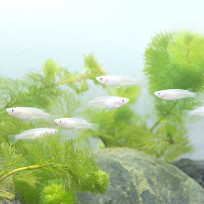 白メダカ