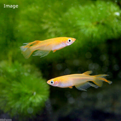 楊貴妃スワローメダカ