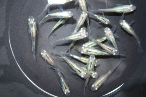 百式（ひゃくしき）メダカ