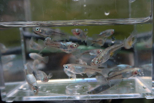 百式（ひゃくしき）メダカ