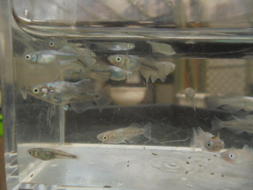 百式幹之ヒカリメダカ