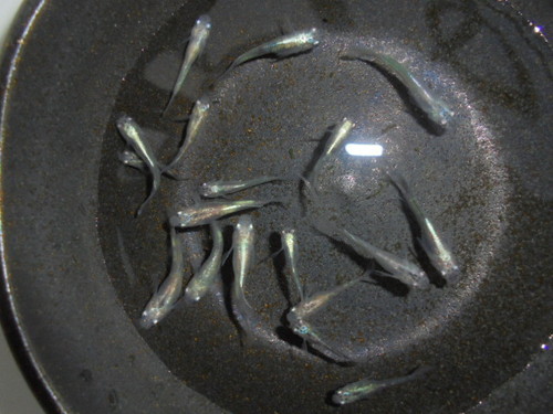 百式幹之ヒカリメダカ